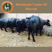 Wholesale Trader Of Murrah