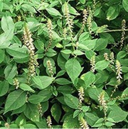 Budh graha ke liye apamaarg